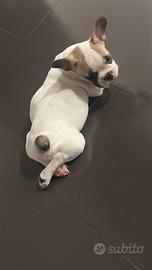 Bulldog francese