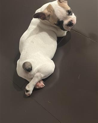 Bulldog francese