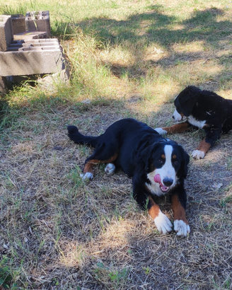Bovari del bernese