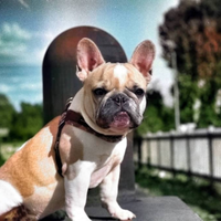 French bulldog