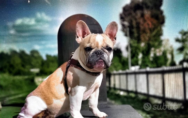 French bulldog