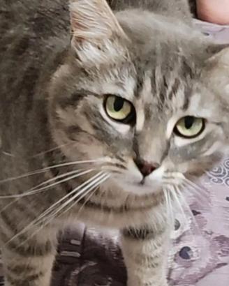 gatto femmina 