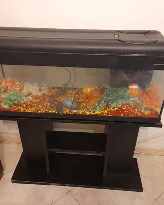 Acquario