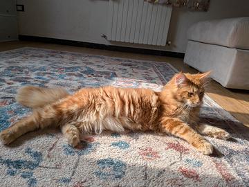 Maine coon