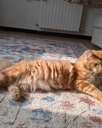 Maine coon