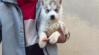 Siberian Husky con pedigree enci