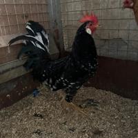 Gallo