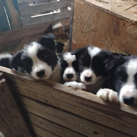 Cuccioli di border collie