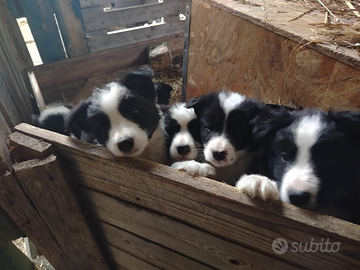 Cuccioli di border collie