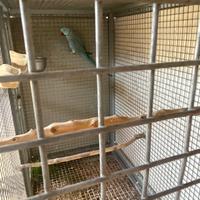 Pulli parrocchetto dal collare