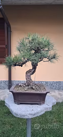 bonsai