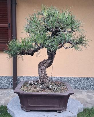 bonsai