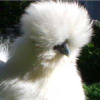 PULCINOTTI MOROSETA 5 mesi