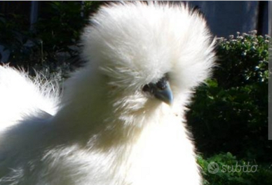 PULCINOTTI MOROSETA 5 mesi