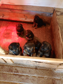 Cuccioli pastore tedesco