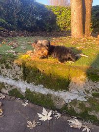 Maschio di Yorkshire