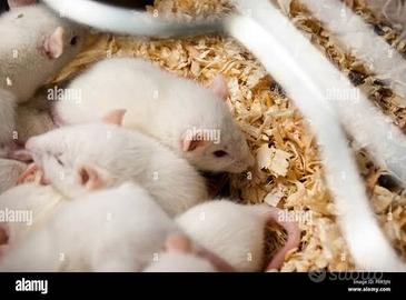 Cuccioli di ratto
