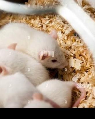 Cuccioli di ratto