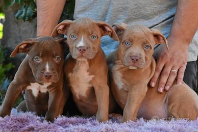 Cucciole di American Bully XL
