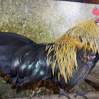 Galletto Americanino