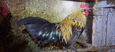 Galletto Americanino