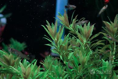 lotto misto di piante per acquario