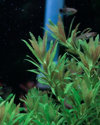 lotto misto di piante per acquario