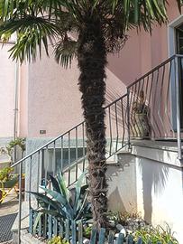 palma trackycarpus