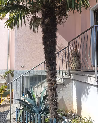 palma trackycarpus