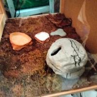 teca geco accessoriata 