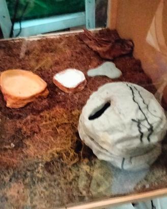 teca geco accessoriata 