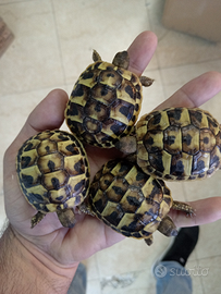 Tartarughe di terra con documenti i e microchip