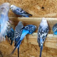 Pappagallini cocorite