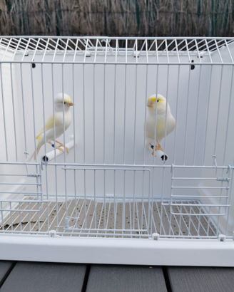 Canarini Mosaico gialli