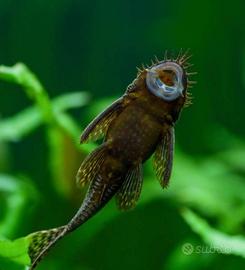 Ancistrus