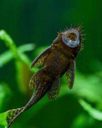 Ancistrus