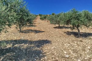 Uliveto contrada Bordea