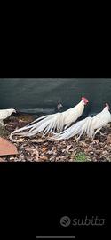 Galline ornamentali Phoenix bianchi