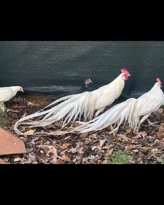 Galline ornamentali Phoenix bianchi
