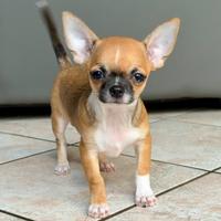 Cucciolo Chihuahua con Pedigree