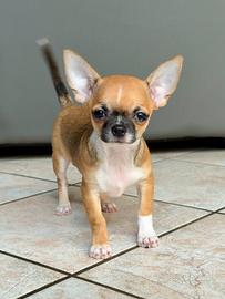 Cucciolo Chihuahua con Pedigree