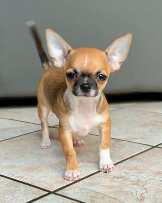 Cucciolo Chihuahua con Pedigree