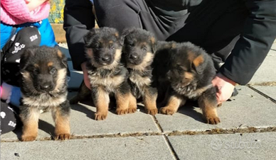 Cuccioli pastore tedesco