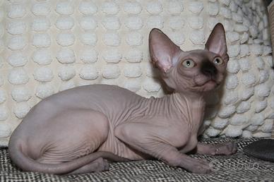 Cucciolo Sphynx