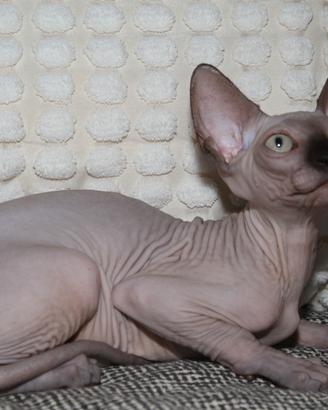 Cucciolo Sphynx