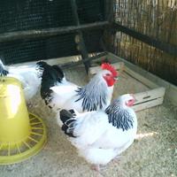 Galline ovaiole Sussex bianco Columbia