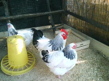 Galline ovaiole Sussex bianco Columbia