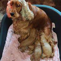 Cuccioli maschi di Cocker Spaniel