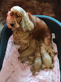 Cuccioli maschi di Cocker Spaniel