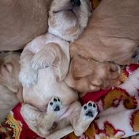 Cuccioli di cocker spaniel inglesi